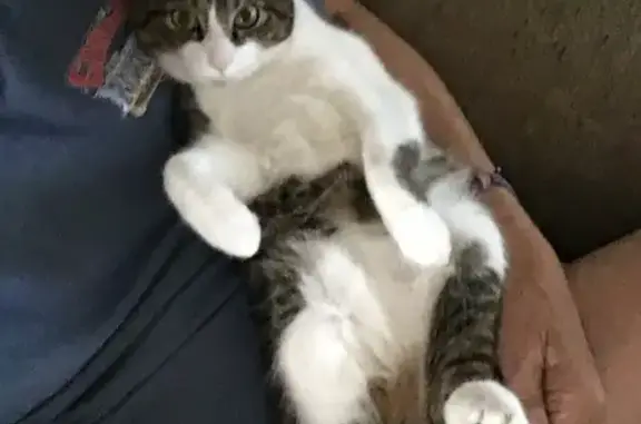 Lost Brownish Grey Cat: Stubby Tail Found