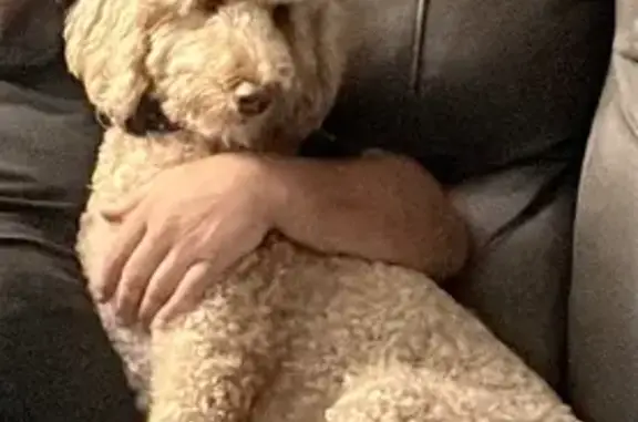 Missing dog Lexington, photo: Lost Irish Doodle: Friendly & Tan in Lexington
