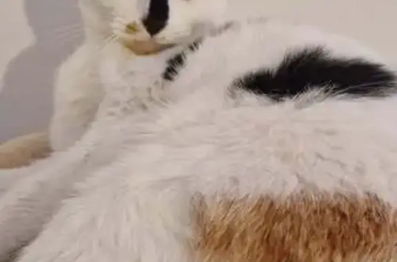 Chat perdu, Mormant, photo: Chatte perdue, 3 ans, tache nez, Mormant