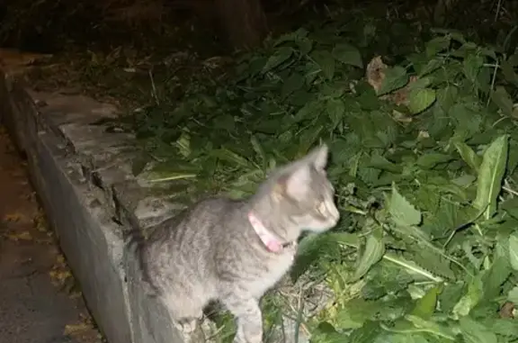 Знайдено кішку Львів, фото: Знайдена кішка з рожевим нашийником у Львові