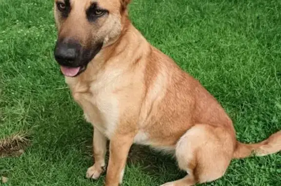 Chien perdu , photo : Chienne Malinoise perdue à Rouillé