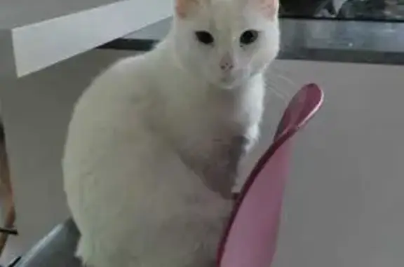 Minette sourde aux yeux vairons perdue - photo