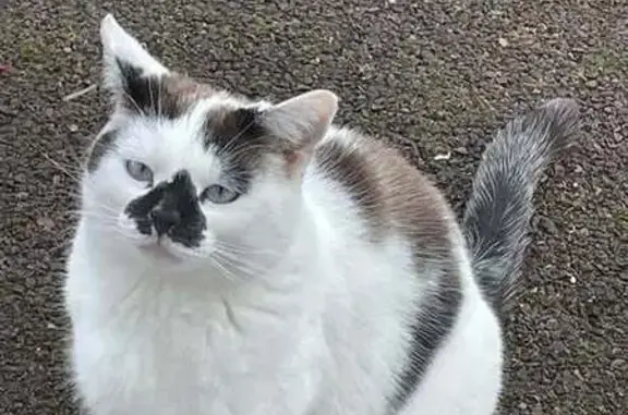 Animaux perdus Picauville, photo: Chat perdu: blanc, taches grises/marron