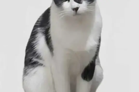 Gatos perdidos, San Luis Potosi, foto: ¡Recompensa! Gatita Perdida en B. Anaya