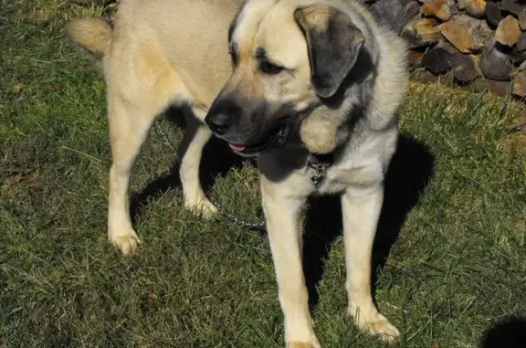 Found pets , photo: Found: Strong Kangal Shepard in Leicester
