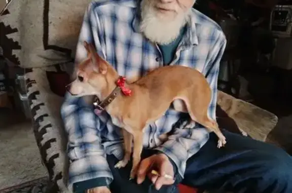 Missing dog North Salt Lake, photo: Lost Chihuahua: North Salt Lake Hwy 89