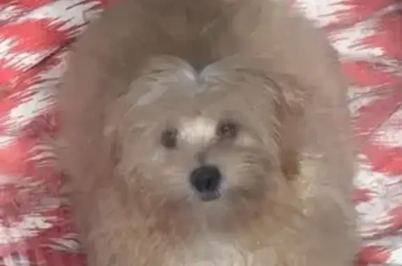 Lost Dog: Pink Collar, Craigieburn Rd