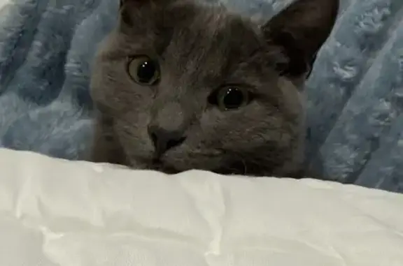 Зникла кішка на поводку в Сумах - винагорода!