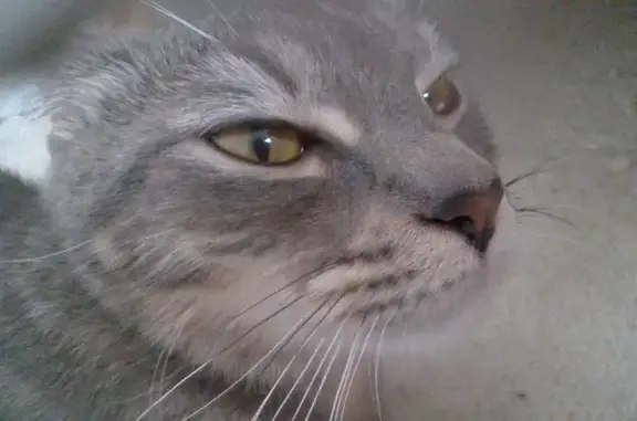 Lost pets Adelaide, photo: Lost Grey Tabby Cat, 1 Yr, Tapleys Hill Rd