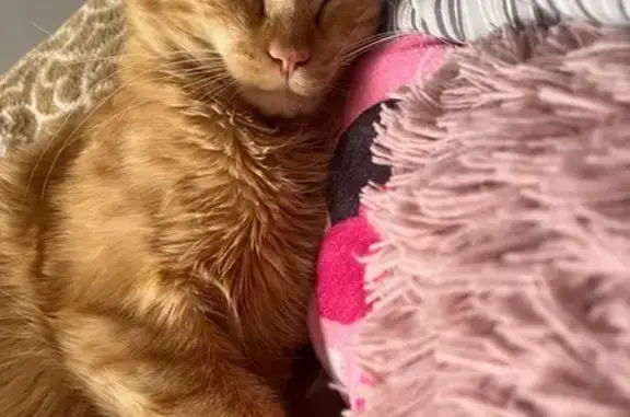 Gatos perdidos, Irapuato, foto: Gato perdido: peludo, ojos amarillos en Irapuato