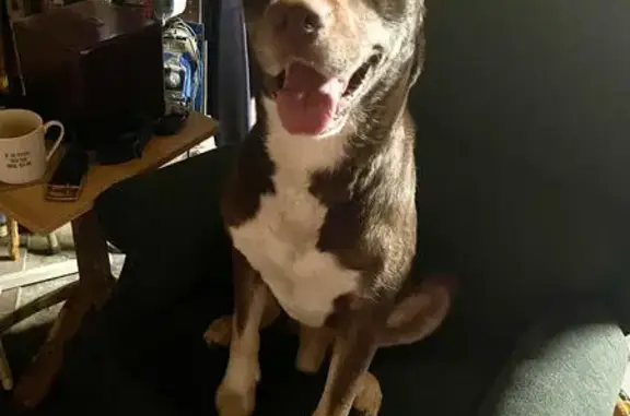 Found pets Rogers, photo: Found: Gentle Brown Dog in Rogers Lot