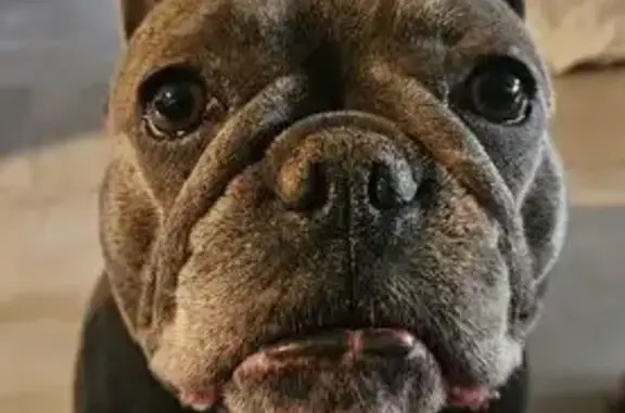 Lost Blue Frenchie: Winter on Cestrum St