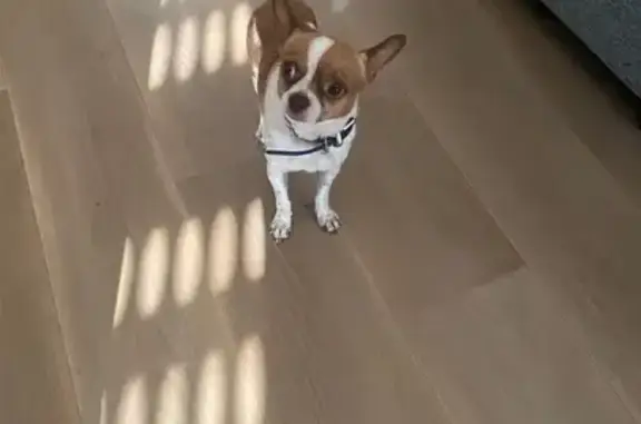Chien perdu L'Isle-Adam, photo : Chihuahua perdu à L’Isle-Adam (95)
