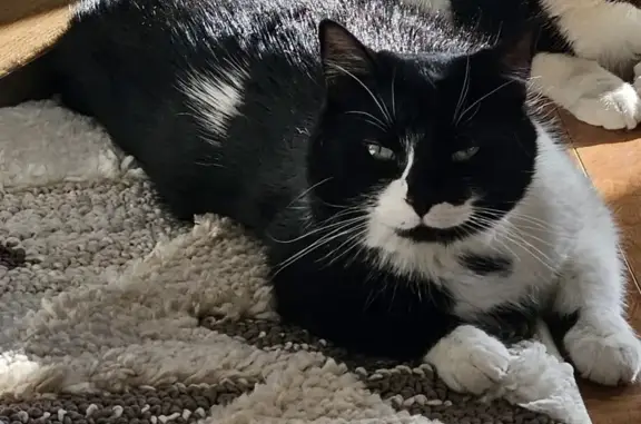 Lost Skittish Cat: Black & White, Reward