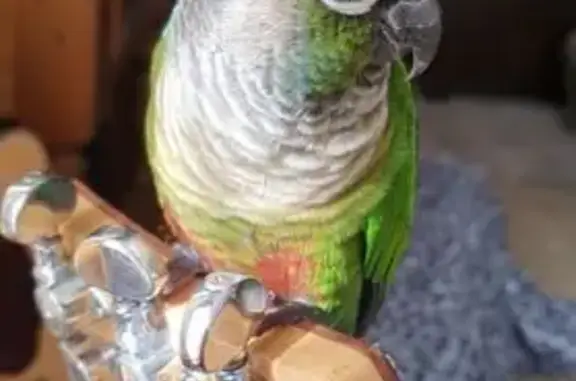 Lost Green Cheek Conure in Sydney