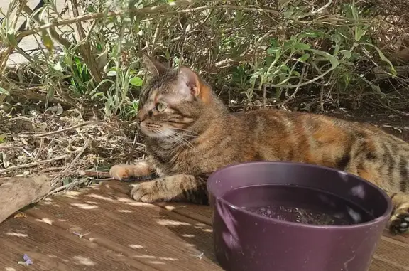 Animaux perdus Balma, photo: Chatte tigrée perdue, Allée de Gramont