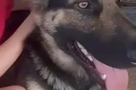 cachorro desaparecida