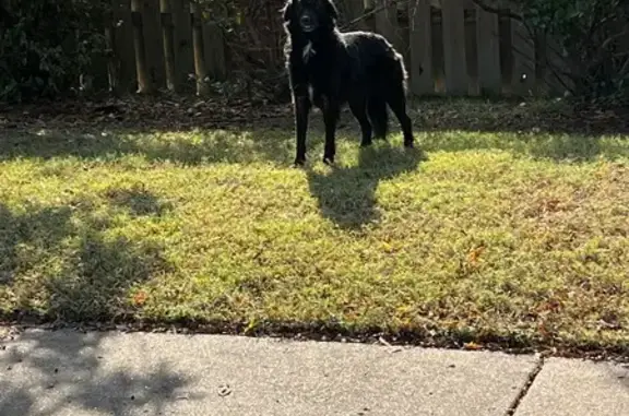 Found pets Bartlett, photo: Found: Shiny Black Dog on Bristol Park Dr