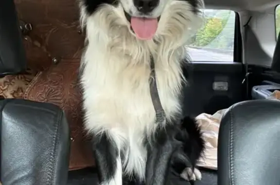 Lost Black & White Collie on Lewisburg Ave