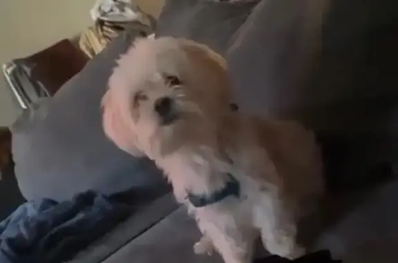 Lost Shorkie Teddy Near White Horse Pike