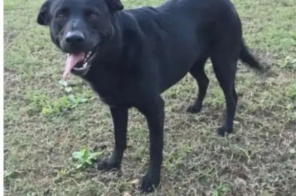 Missing dog , photo: Lost Black Lab Chloe: Sighted Near Price Ln