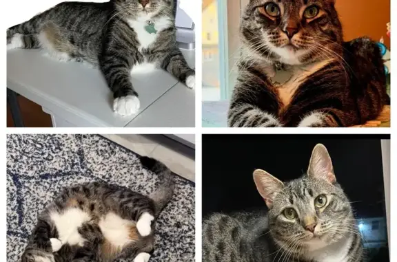 Lost pets Scranton, photo: Lost Tabby: Brown/Gray, White Paws, Scranton