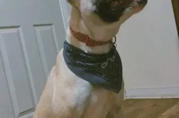 Lost Dog: Sweet & Curious Near Sanford