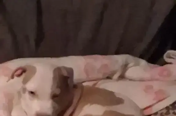 Missing dog , photo: Lost Dog: White & Brown, Blue Eyes