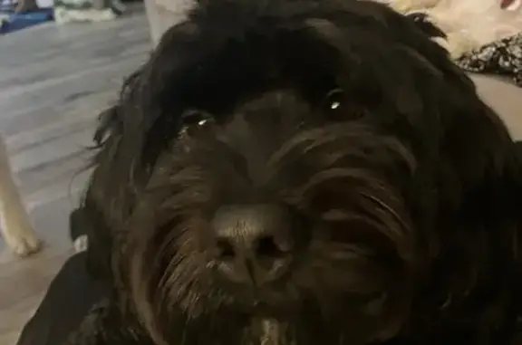 Lost Doodle: Black Coat, Pink Collar