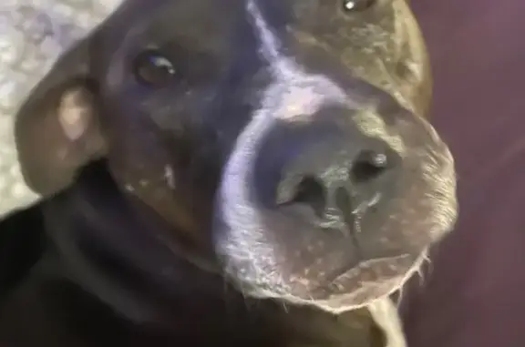 Lost 3-Legged Dog on Alcazar Ave!