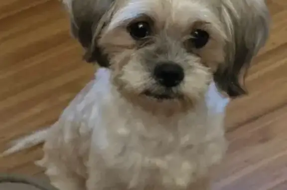 Lost Shih Tzu: Skittish Male, 11 lbs