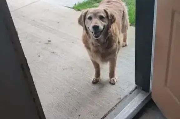 Lost Dog: Needy & Gray-Haired in West Lincoln