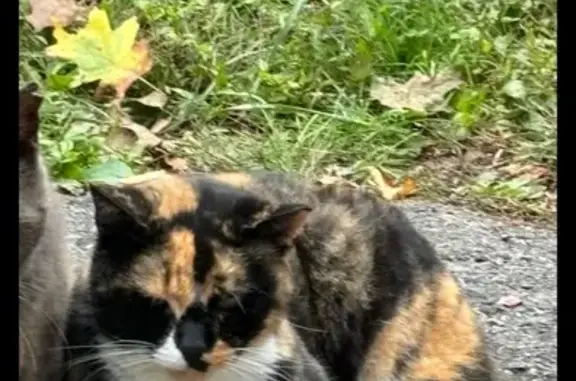 Lost Calico Cat: Escaped Near Philly Rd