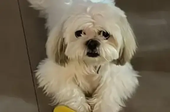 Lost and found pets Miami Springs, photo: Lost: White Male Shih Tzu in Miami Springs