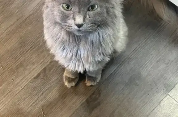 Lost and found pets Gilbert, photo: Lost Gray Nebelung Cat - Answers to Leo