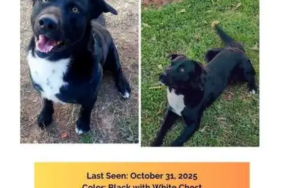 Lost and found pets , photo: Lost Dog: Black with White Markings, Phoenix