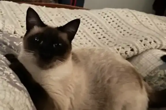 Lost Siamese Cat on Springdale Road