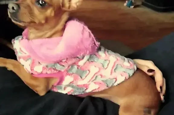 Missing dog Edmonds, photo: Lost Chihuahua: Tiny, Tan & White, Edmonds