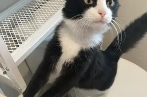 Found pets Rogers, photo: Found: Small Long-Haired Tuxedo Cat