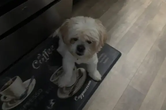 Found pets Little Rock, photo: Found: Clean, Groomed Dog on Lanehart Rd