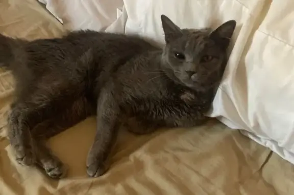 Lost and found pets Arlington, photo: Lost Cat: Heart Mark & Unique Eyes