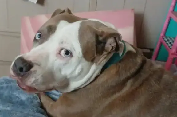 Lost Dog: Brown & White, Blue Eyes - Macon