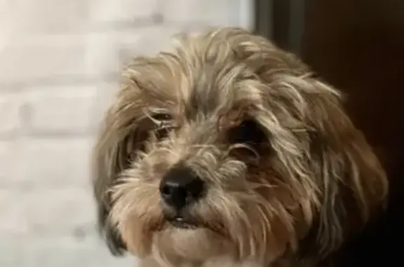 Lost: Small Brown Dog on Emelita St.