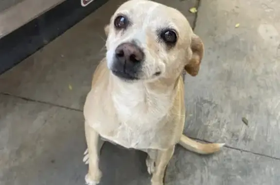 Perro Perdido: Amarillo y Blanco en Durango