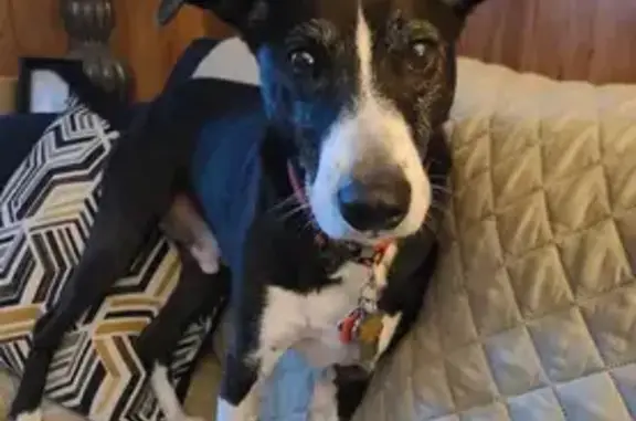 Lost Dog: Black & White Face, Tobyhanna