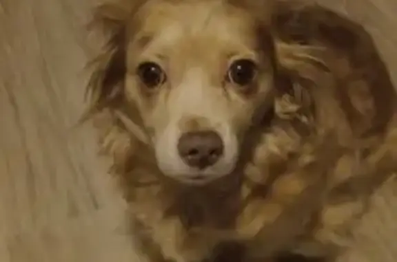 Lost Mini Aussie Mix on Applegate Dr