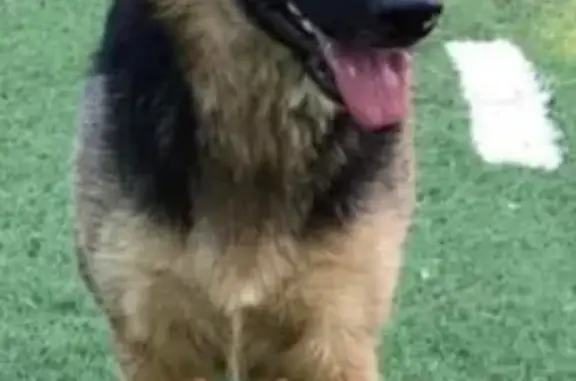 Lost Skittish Shepherd on Pinecroft Dr