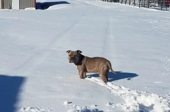 Missing dog , photo: Lost American Bully: Stormy Night Escape