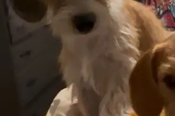 Missing dog , photo: Lost Dog Nova: Sweet, Shy, Brown & White