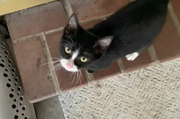 Lost Cat Near I-55: White-Toed Kitty